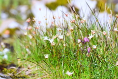 Juncus thomsonii