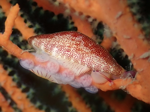 Simnia spelta