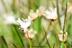 Juncus thomsonii