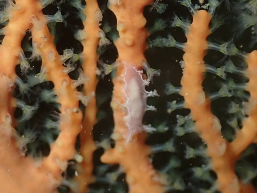 Marionia blainvillea