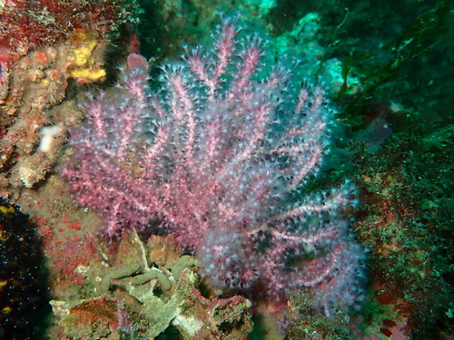 Acanthogorgia observed 2025-07-11
