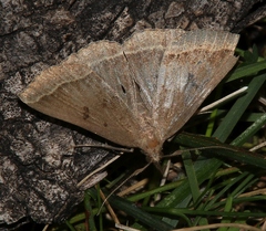 Pechipogo plumigeralis