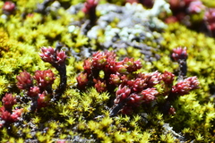 Sedum oreades