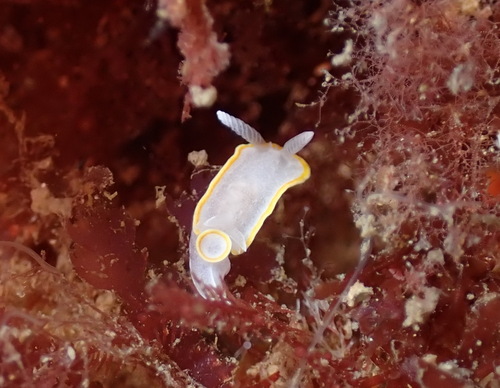 Diaphorodoris alba