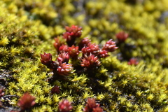 Sedum oreades