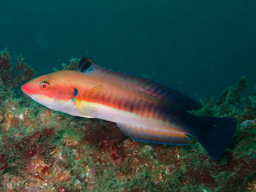 Coris melanura