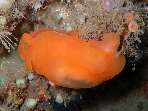 Berthellina edwardsii