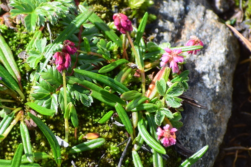 Tiny Knotweed (Bistorta perpusilla)