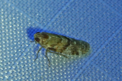 Achilidae