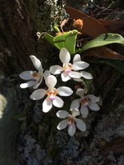 Sarcochilus falcatus