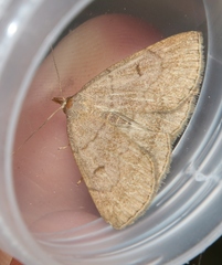 Zanclognatha lunalis