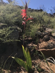 Watsonia vanderspuyae