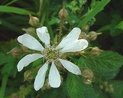 Rubus hylocharis