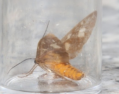 Dysauxes famula