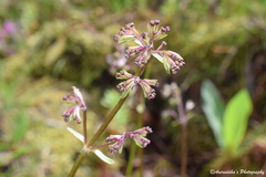 Valeriana himalayana