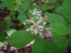 Rubus hylocharis