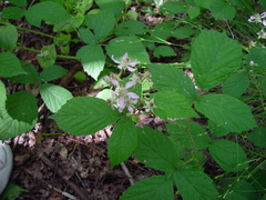 Rubus hylocharis