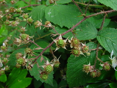Rubus hylocharis