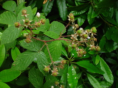 Rubus hylocharis