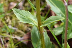 Valeriana himalayana