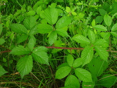 Rubus hylocharis