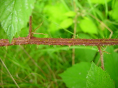 Rubus hylocharis