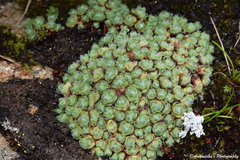 Androsace delavayi
