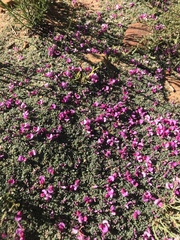 Indigofera humifusoides