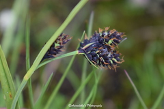 Carex atrofusca