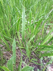 Eryngium vesiculosum