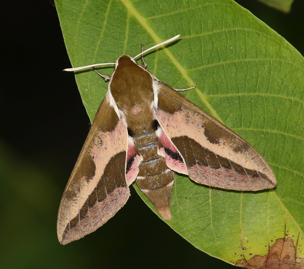 Spurge Hawk Moth Caterpillar