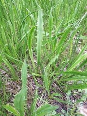 Eryngium vesiculosum