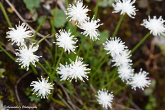 Juncus thomsonii