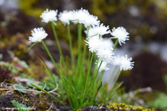 Juncus thomsonii