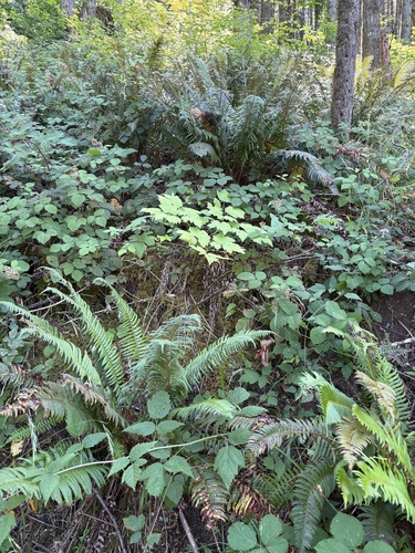 Tall Bugbane (Actaea elata)