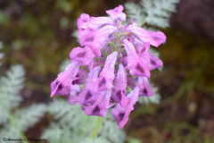 Corydalis meifolia