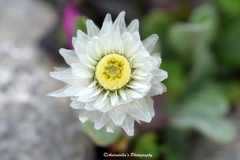 Anaphalis nepalensis monocephala