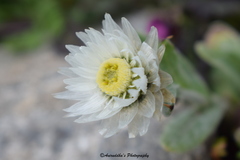 Anaphalis nepalensis monocephala