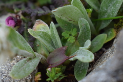 Anaphalis nepalensis monocephala