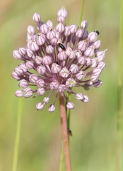 Allium ampeloprasum