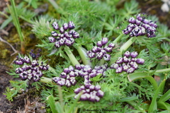 Cortia depressa