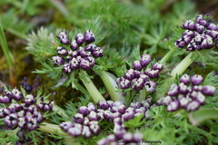 Cortia depressa