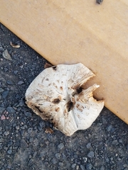 Neolentinus ponderosus