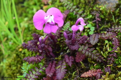 Pedicularis siphonantha