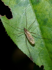 Amphineurus insulsus