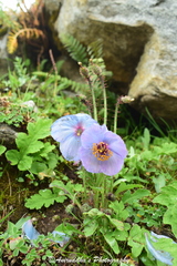 Meconopsis aculeata