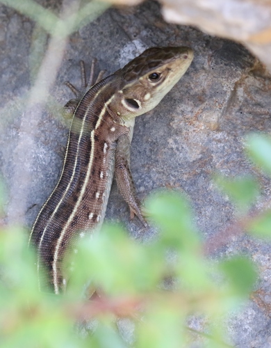 Balkan Green Lizard, photo 4 of 10