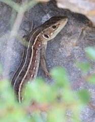 Balkan Emerald Lizard photo 4