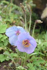 Meconopsis aculeata