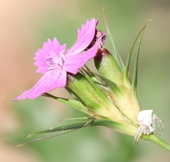Dianthus balbisii liburnicus